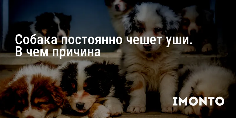 Собака постоянно чешет уши. В чем причина