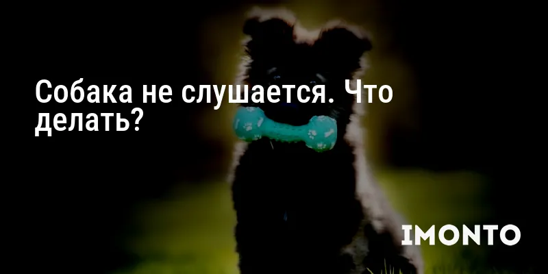 Собака не слушается. Что делать?