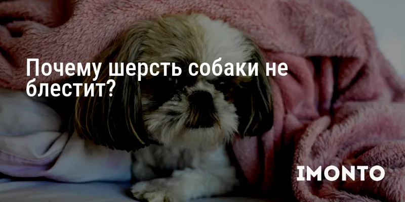 Почему шерсть собаки не блестит?