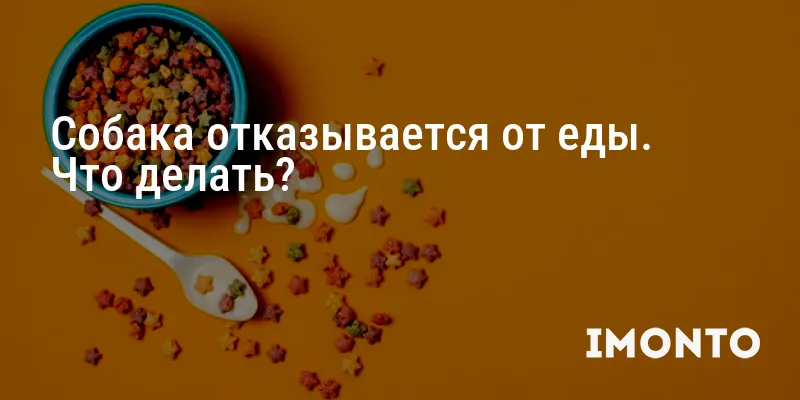 Собака отказывается от еды. Что делать?