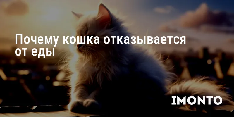Почему кошка отказывается от еды