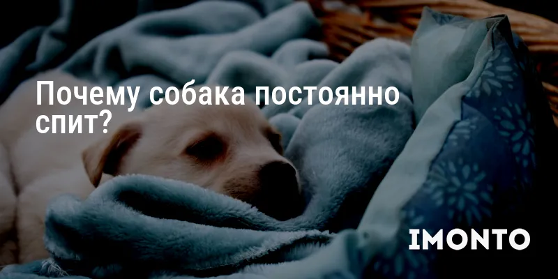 Почему собака постоянно спит?