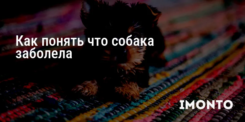 Как понять что собака заболела