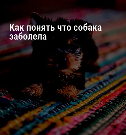 Как понять что собака заболела