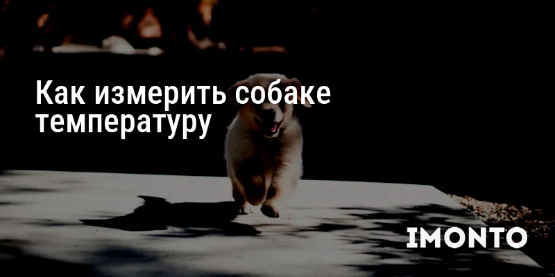 Как измерить собаке температуру