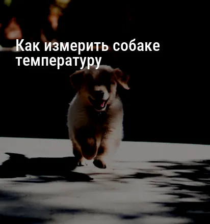 Как измерить собаке температуру
