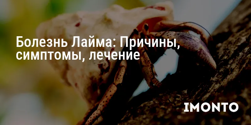 Болезнь Лайма: Причины, симптомы, лечение