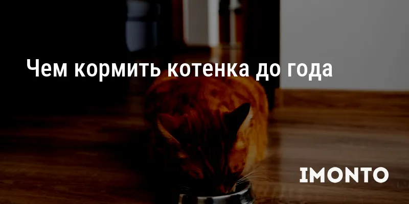 Чем кормить котенка до года