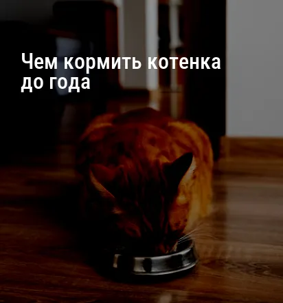 Чем кормить котенка до года