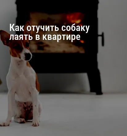 Как отучить собаку лаять в квартире