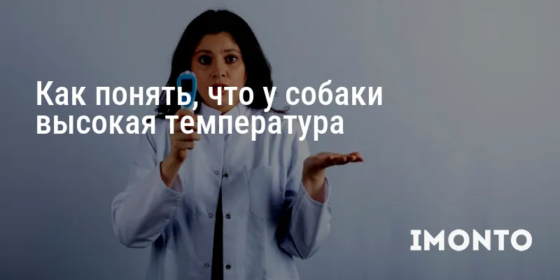 Как понять, что у собаки высокая температура