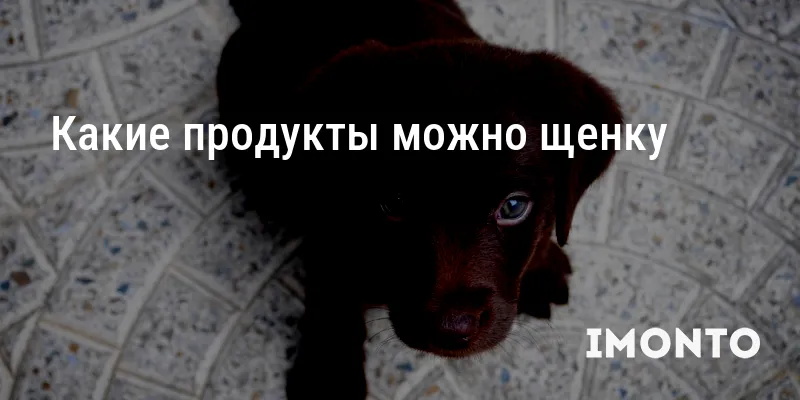 Какие продукты можно щенку