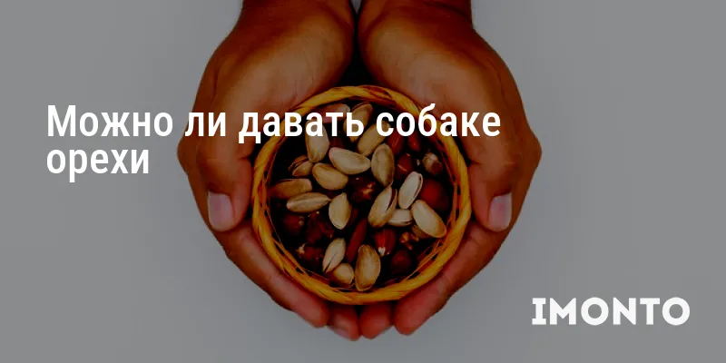 Можно ли давать собаке орехи
