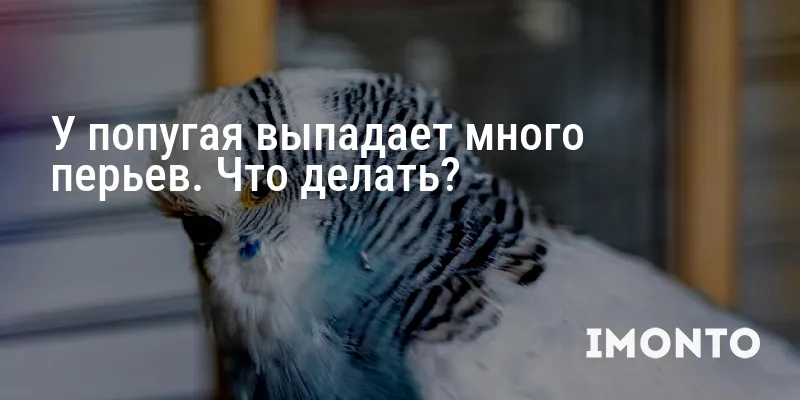 У попугая выпадает много перьев. Что делать?