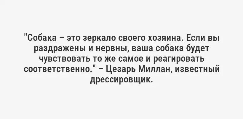 "Собака – это зеркало своего хозяина. Если вы раздражены и нервны, ваша собака будет чувствовать то же самое и реагировать соответственно." – Цезарь Миллан, известный дрессировщик.
